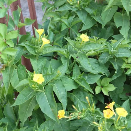 With Parking Space - 6729