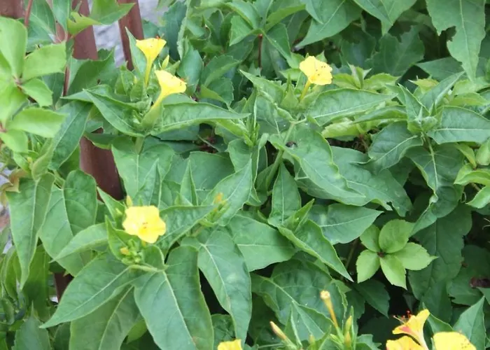 With Parking Space - 6729